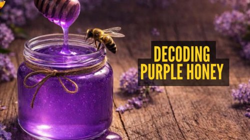🍯 Purple Honey: The Rare Nectar With a Unique Colour